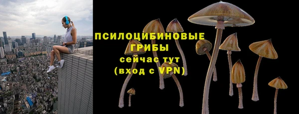 прущие грибы Аркадак